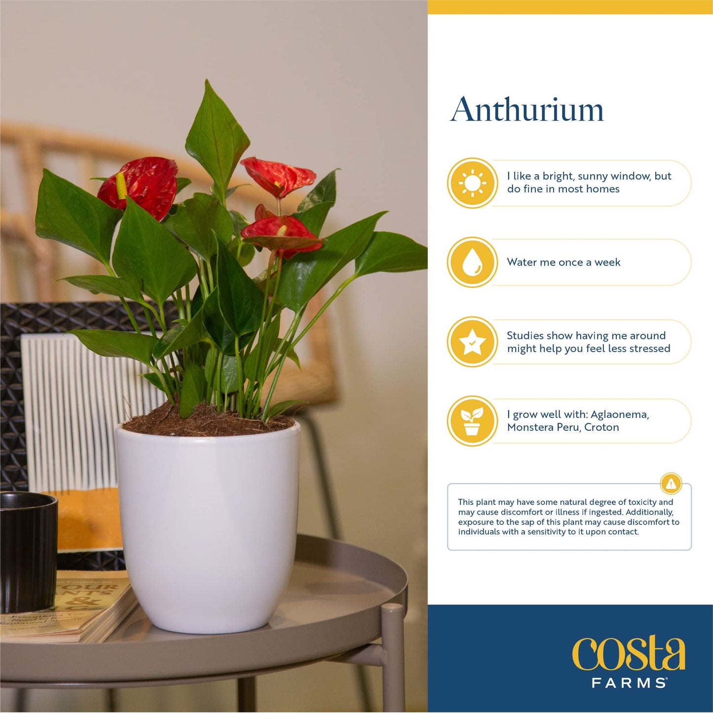 Costa Farms Anthurium Live Plant, Indoor Houseplant with Blooming Flowers, Potted in Cute Indoors Plant Pot, Gift for Birthday, Anniversary, Housewarming, Home and Room Decor, 10-12 Inches Tall