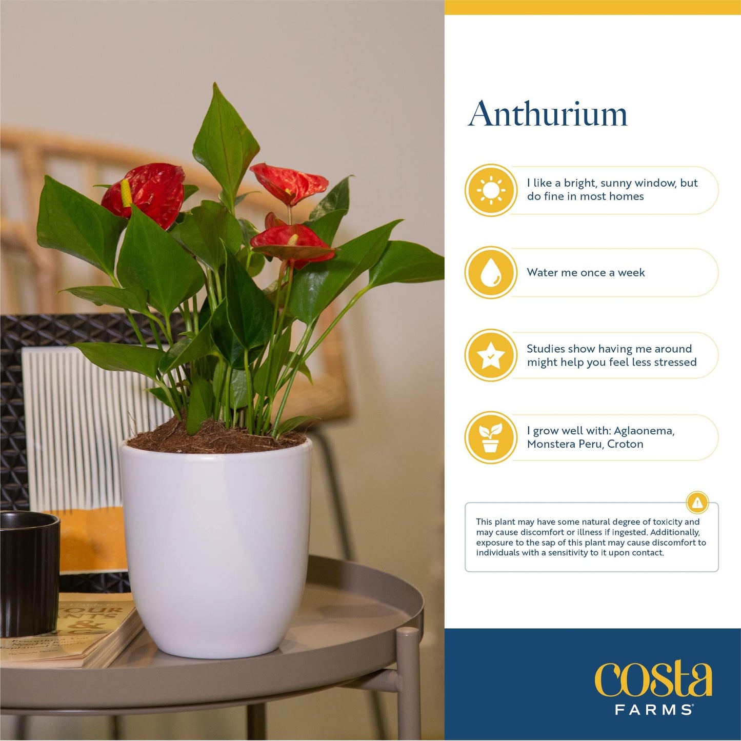 Costa Farms Anthurium Live Plant, Indoor Houseplant with Blooming Flowers, Potted in Cute Indoors Plant Pot, Gift for Birthday, Anniversary, Housewarming, Home and Room Decor, 10-12 Inches Tall