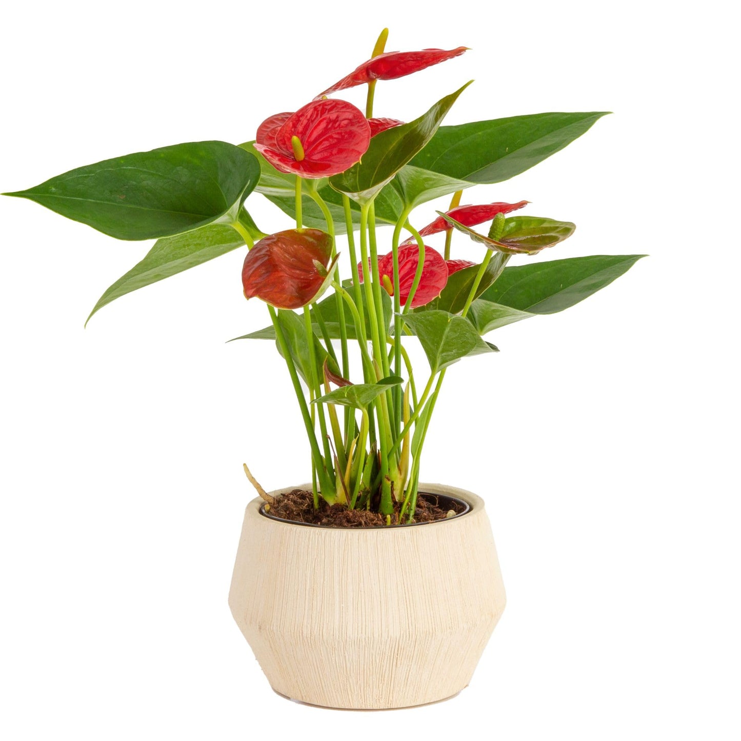 Costa Farms Anthurium Live Plant, Indoor Houseplant with Blooming Flowers, Potted in Cute Indoors Plant Pot, Gift for Birthday, Anniversary, Housewarming, Home and Room Decor, 10-12 Inches Tall
