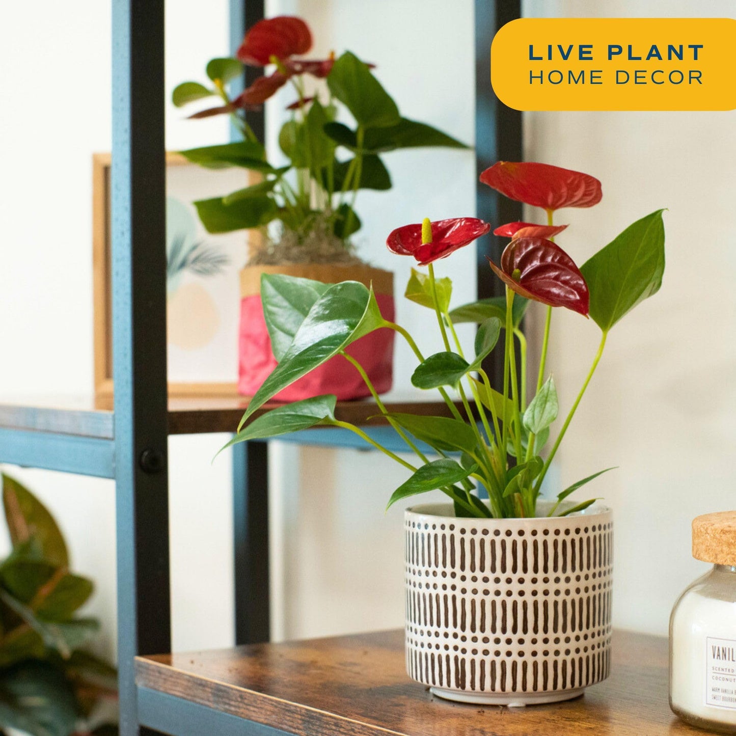 Costa Farms Anthurium Live Plant, Indoor Houseplant with Blooming Flowers, Potted in Cute Indoors Plant Pot, Gift for Birthday, Anniversary, Housewarming, Home and Room Decor, 10-12 Inches Tall