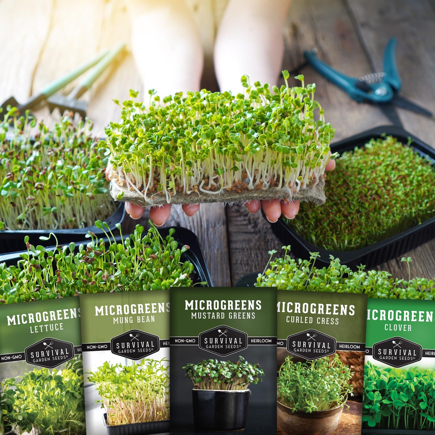 Survival Garden Seeds Microgreens 5 Pack (Seeds Only) - Plant, Sprout, and Grow a Mix of Microgreen Plants in Your Kitchen or on Your Windowsill - Arugula, Broccoli, Radish, Pea, Sunflower Seed