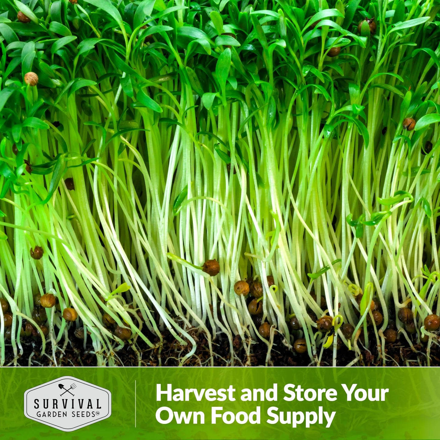 1 Pack Cilantro Microgreens Seeds for Sprouting and Growing - Sprout Green Leafy Micro Herb Plants Indoors - Grow A Mini Windowsill Garden with Micro Herb Seeds - Non-GMO Heirloom Micro Seeds