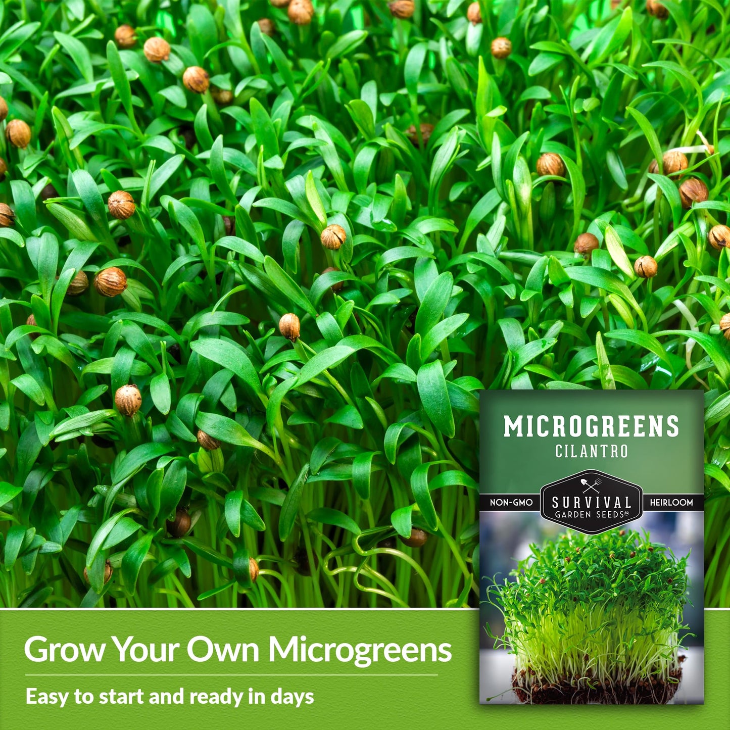 1 Pack Cilantro Microgreens Seeds for Sprouting and Growing - Sprout Green Leafy Micro Herb Plants Indoors - Grow A Mini Windowsill Garden with Micro Herb Seeds - Non-GMO Heirloom Micro Seeds