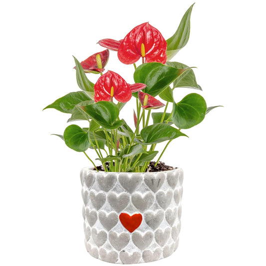 Costa Farms Anthurium Live Plant, Indoor Houseplant with Blooming Flowers, Potted in Cute Indoors Plant Pot, Gift for Birthday, Anniversary, Housewarming, Home and Room Decor, 10-12 Inches Tall