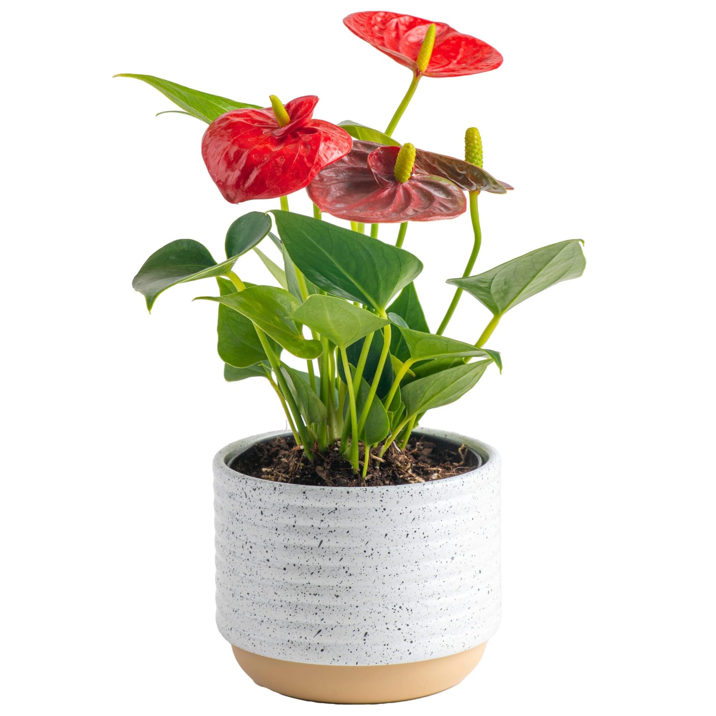 Costa Farms Anthurium Live Plant, Indoor Houseplant with Blooming Flowers, Potted in Cute Indoors Plant Pot, Gift for Birthday, Anniversary, Housewarming, Home and Room Decor, 10-12 Inches Tall