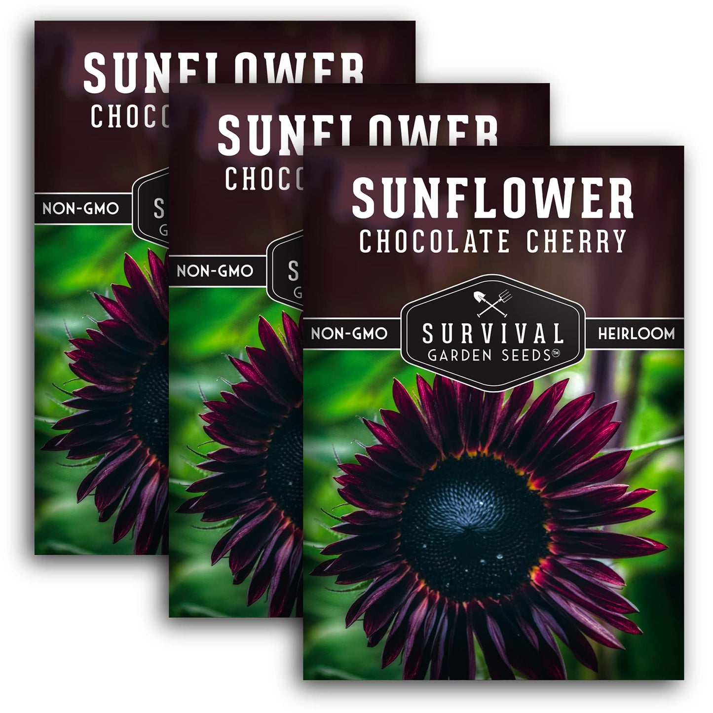 Survival Garden Seeds - Chocolate Cherry Sunflower Seed for Planting - Packet with Instructions to Plant & Grow Burgundy Sunflowers in Your Vegetable & Flower Garden - Non-GMO Heirloom Variety