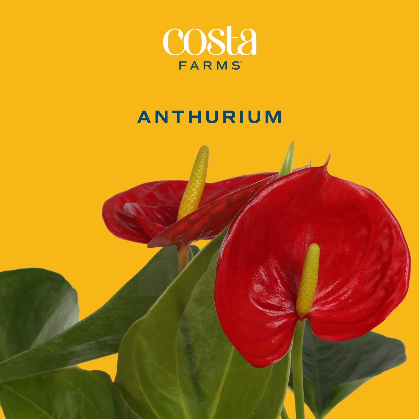 Costa Farms Anthurium Live Plant, Indoor Houseplant with Blooming Flowers, Potted in Cute Indoors Plant Pot, Gift for Birthday, Anniversary, Housewarming, Home and Room Decor, 10-12 Inches Tall