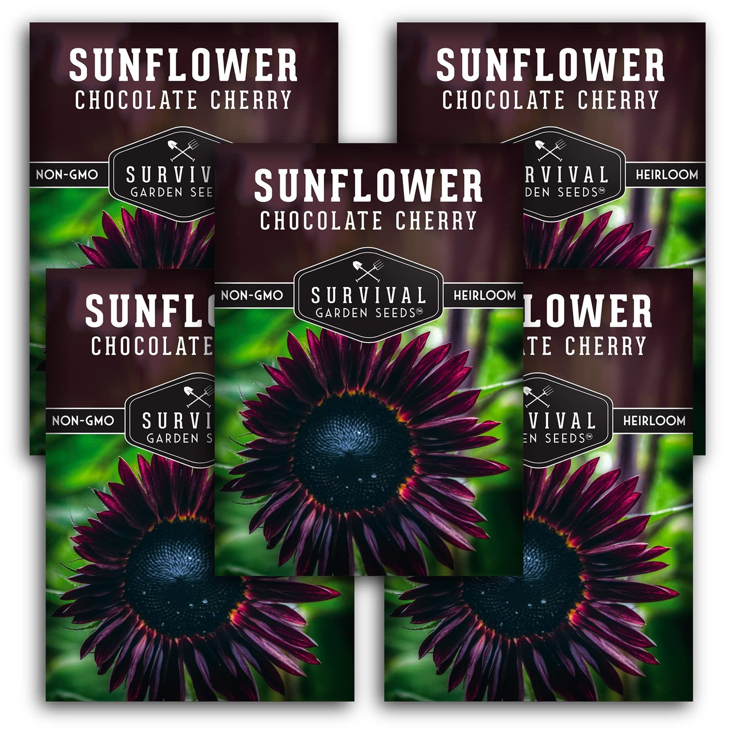 Survival Garden Seeds - Chocolate Cherry Sunflower Seed for Planting - Packet with Instructions to Plant & Grow Burgundy Sunflowers in Your Vegetable & Flower Garden - Non-GMO Heirloom Variety