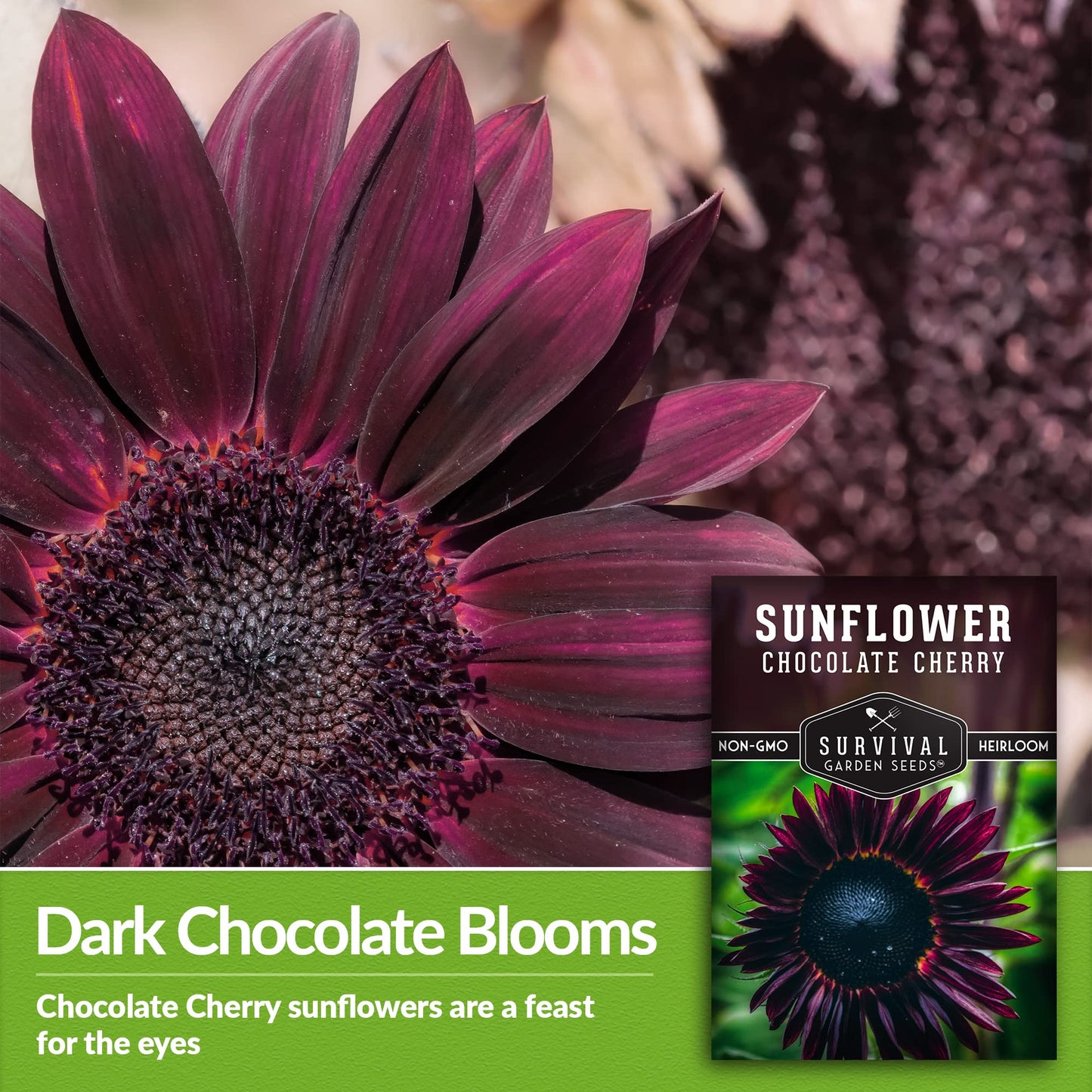 Survival Garden Seeds - Chocolate Cherry Sunflower Seed for Planting - Packet with Instructions to Plant & Grow Burgundy Sunflowers in Your Vegetable & Flower Garden - Non-GMO Heirloom Variety